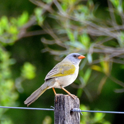 Great Pampa Finch